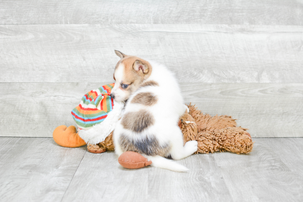 Pomsky Pup Being Cute