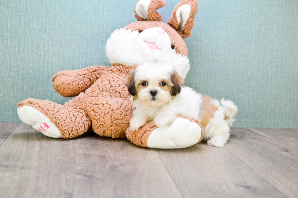 Teddy Bear Pup Being Cute