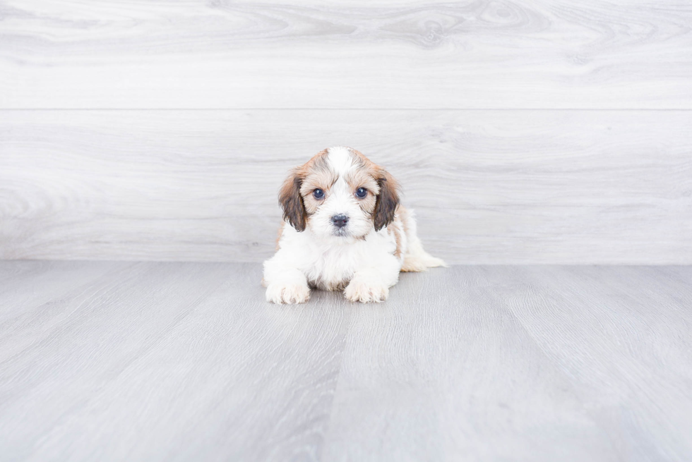 Popular Cavachon Designer Pup