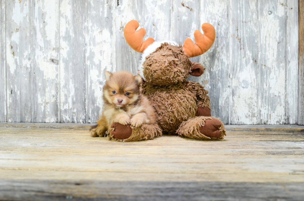 Little Pomeranian Baby