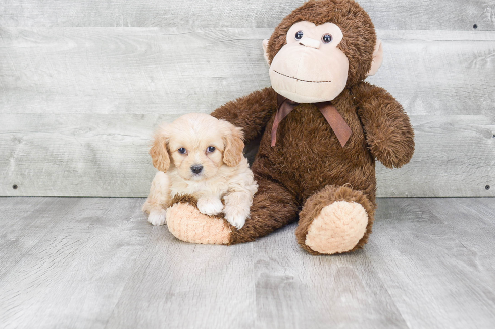 Petite Cavachon Designer Pup