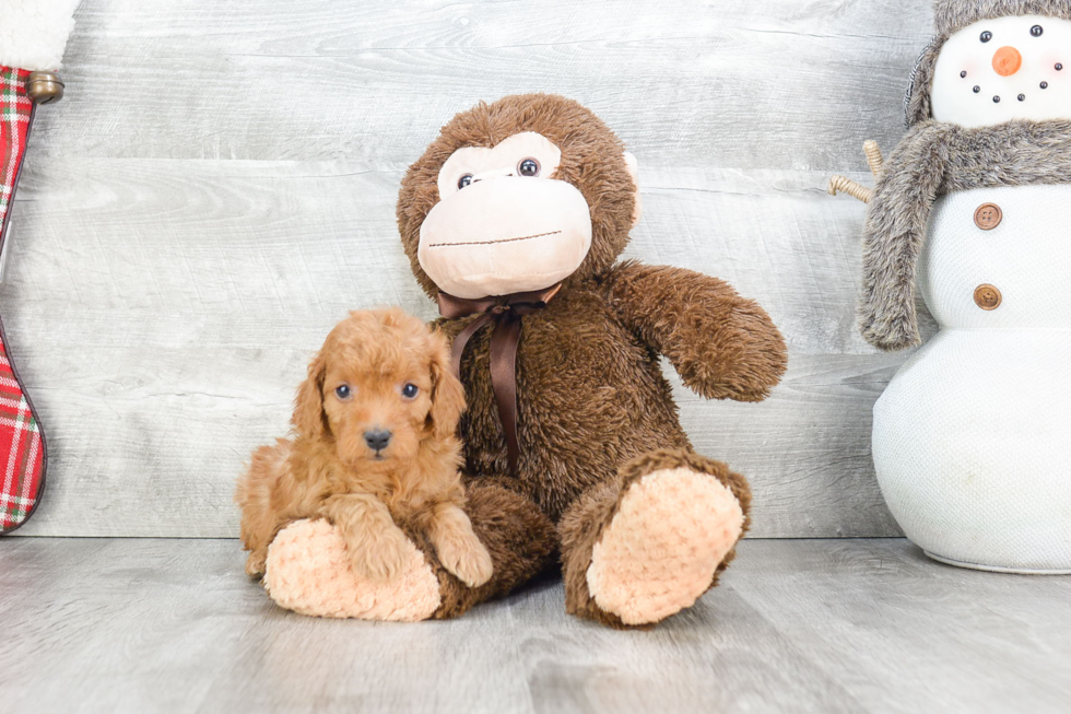 Hypoallergenic Golden Retriever Poodle Mix Puppy