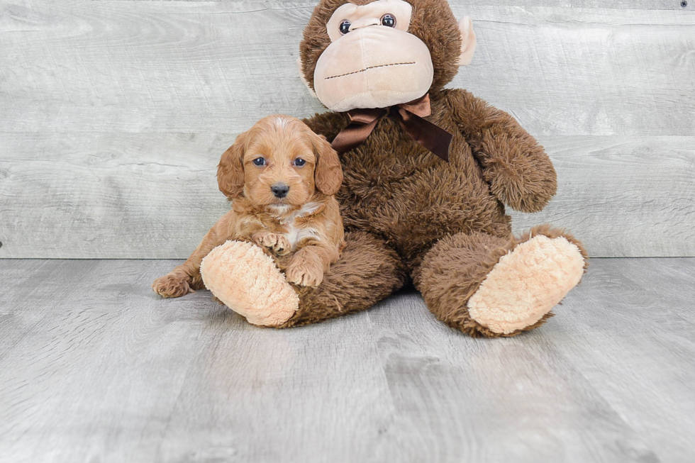 Mini Goldendoodle Pup Being Cute