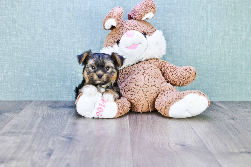 Meet Roscoe - our Yorkshire Terrier Puppy Photo 