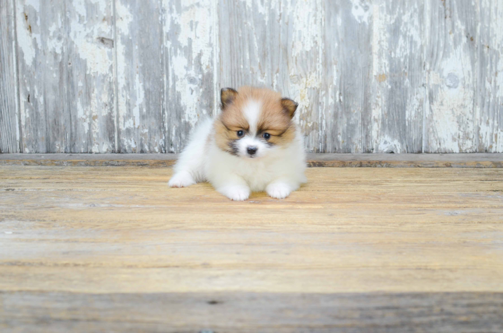 Pomeranian Pup Being Cute