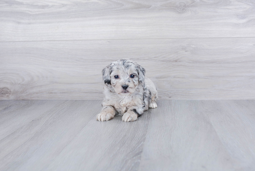 Mini Aussiedoodle Pup Being Cute