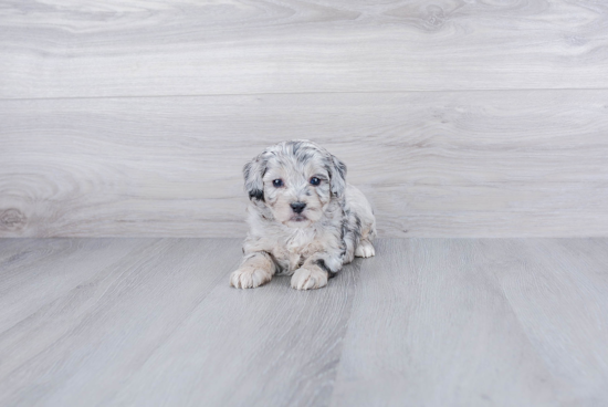 Mini Aussiedoodle Pup Being Cute