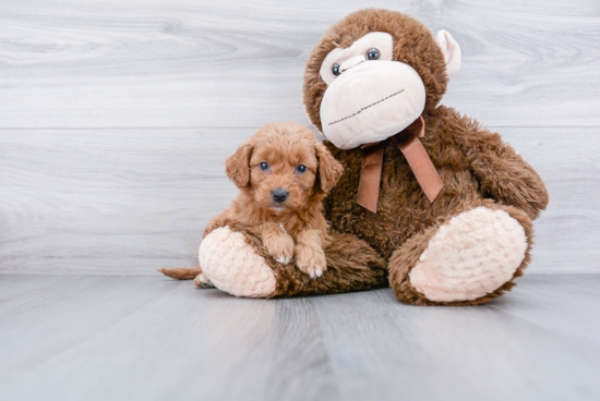 Sweet Mini Goldendoodle Baby