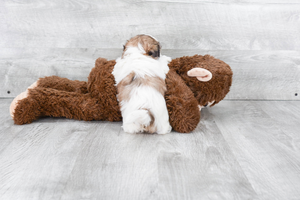 Fluffy Teddy Bear Designer Pup