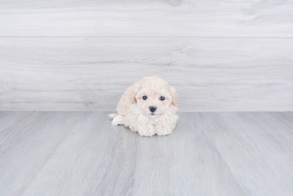 Happy Maltipoo Baby