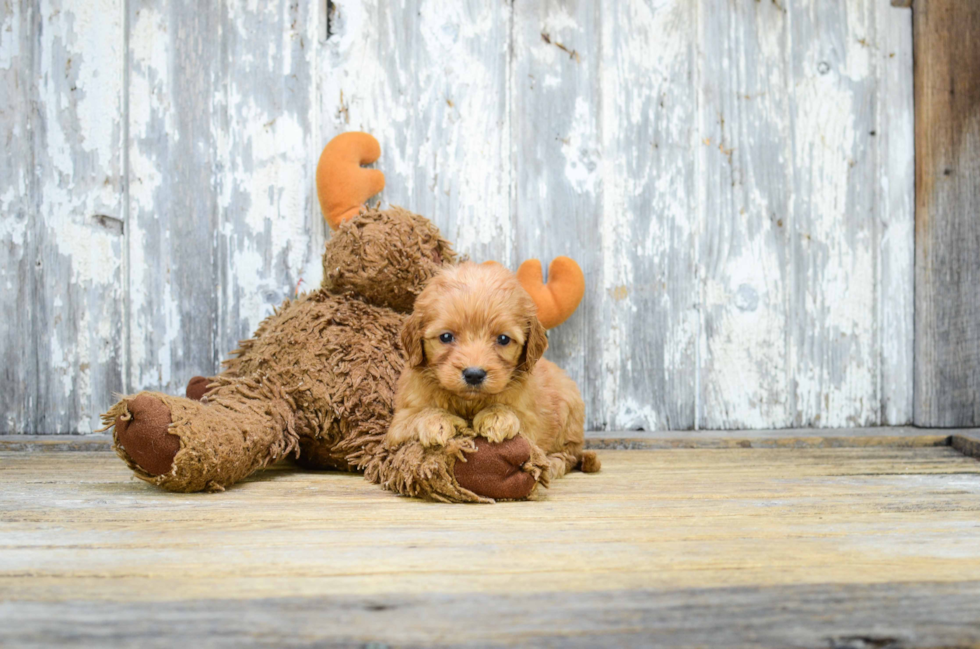 Smart Mini Goldendoodle Poodle Mix Pup