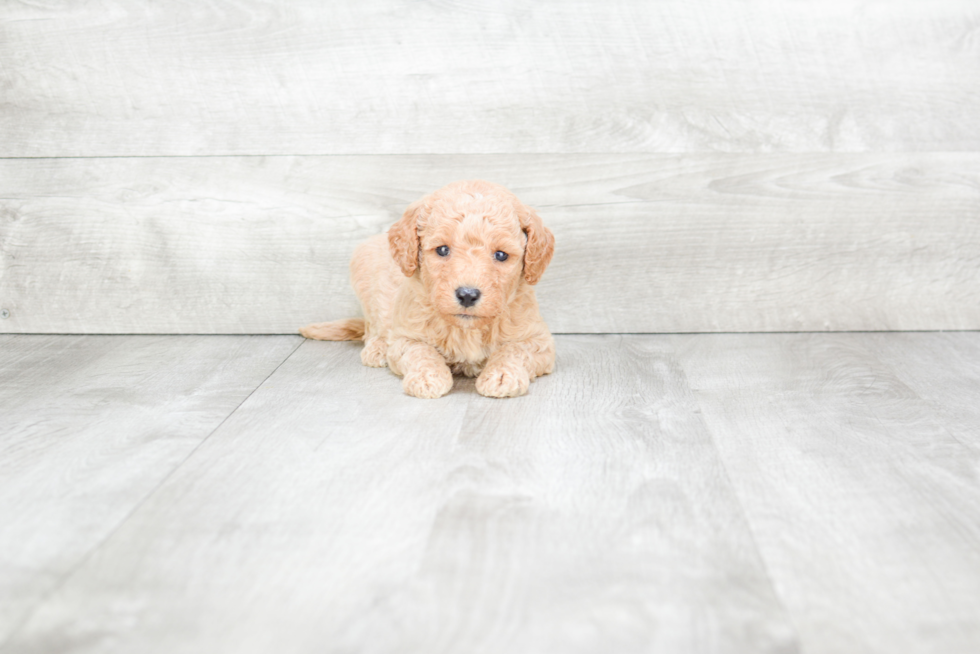 Mini Goldendoodle Puppy for Adoption