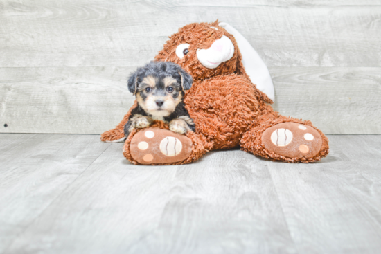 Cute Morkie Baby