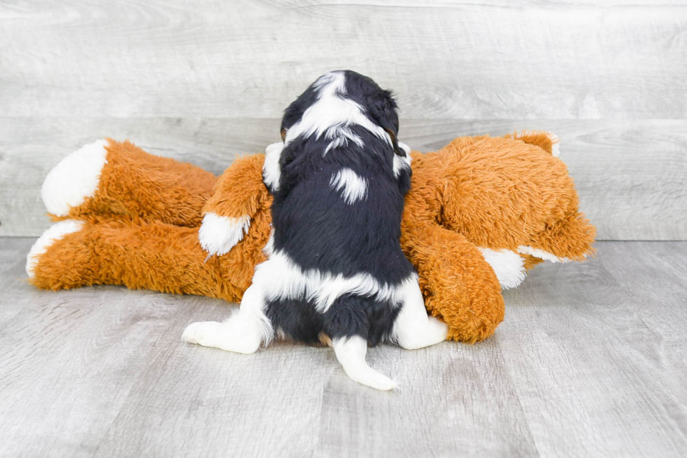 Popular Cavalier King Charles Spaniel Purebred Pup