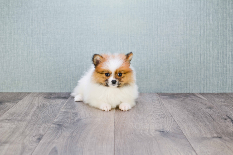 Cute Pomeranian Purebred Puppy