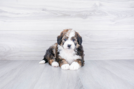 Happy Mini Bernedoodle Baby