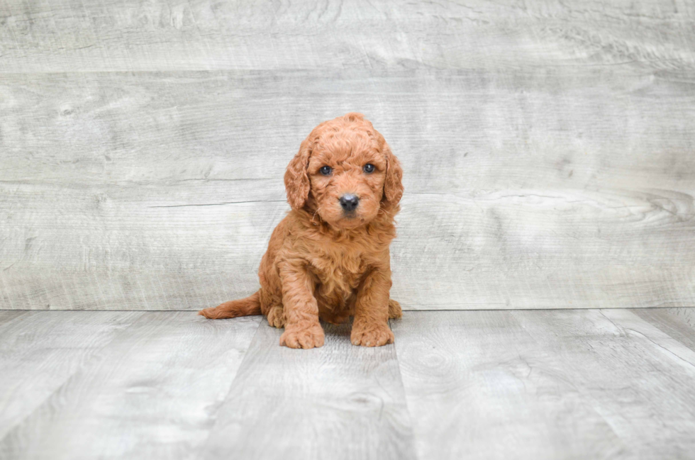 Best Mini Goldendoodle Baby