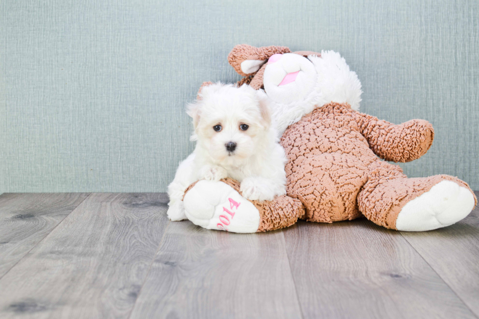 Maltipoo Pup Being Cute