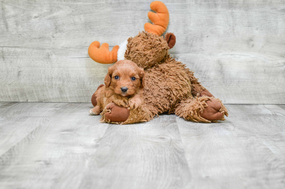 Cavapoo Puppy for Adoption