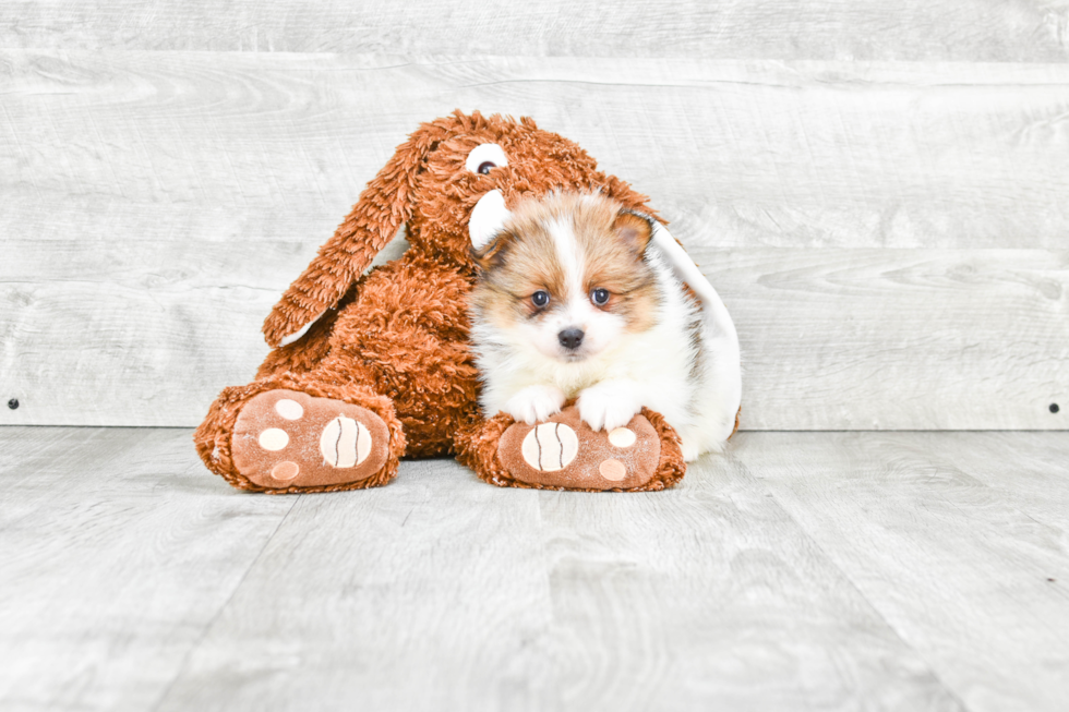 Friendly Pomeranian Baby