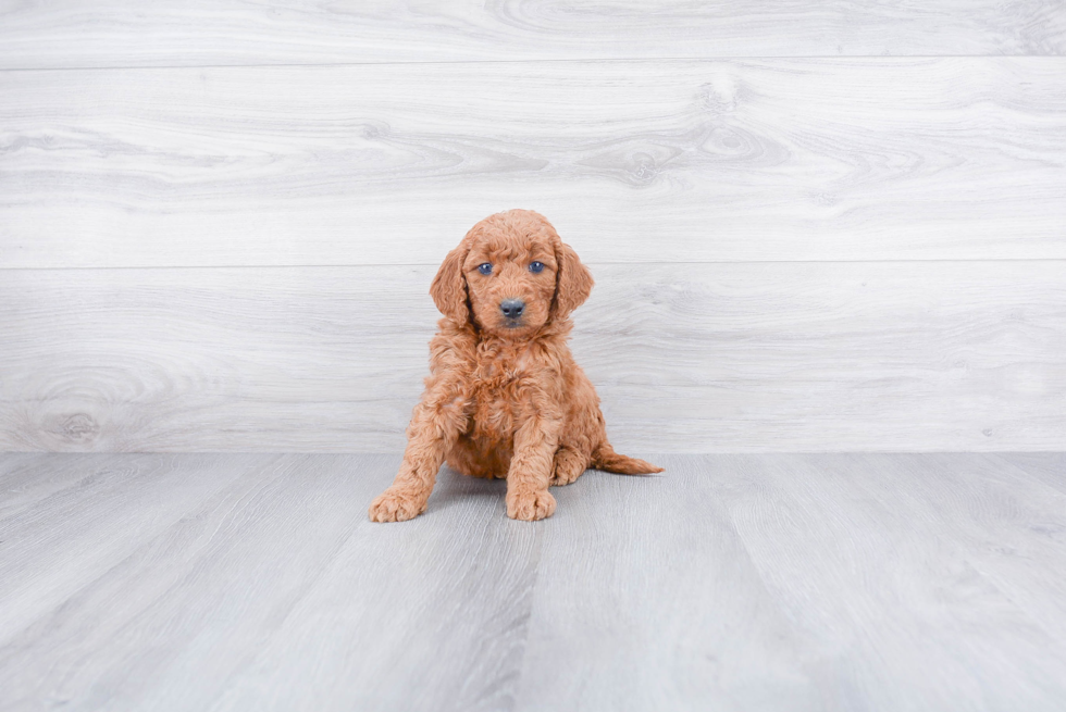 Funny Mini Goldendoodle Poodle Mix Pup