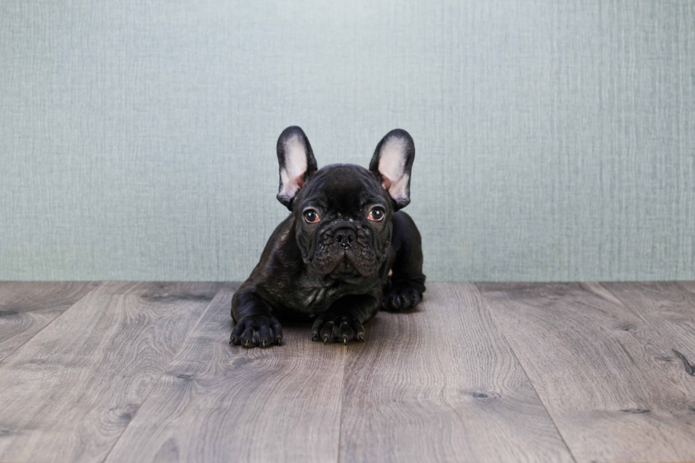 French Bulldog Puppy for Adoption