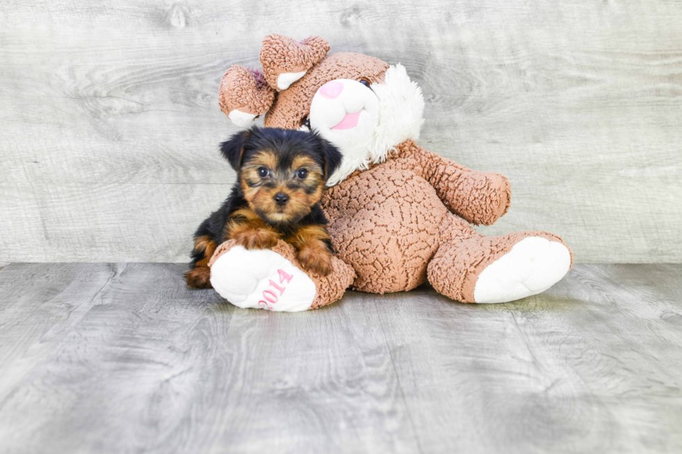 Meet Joey - our Yorkshire Terrier Puppy Photo 