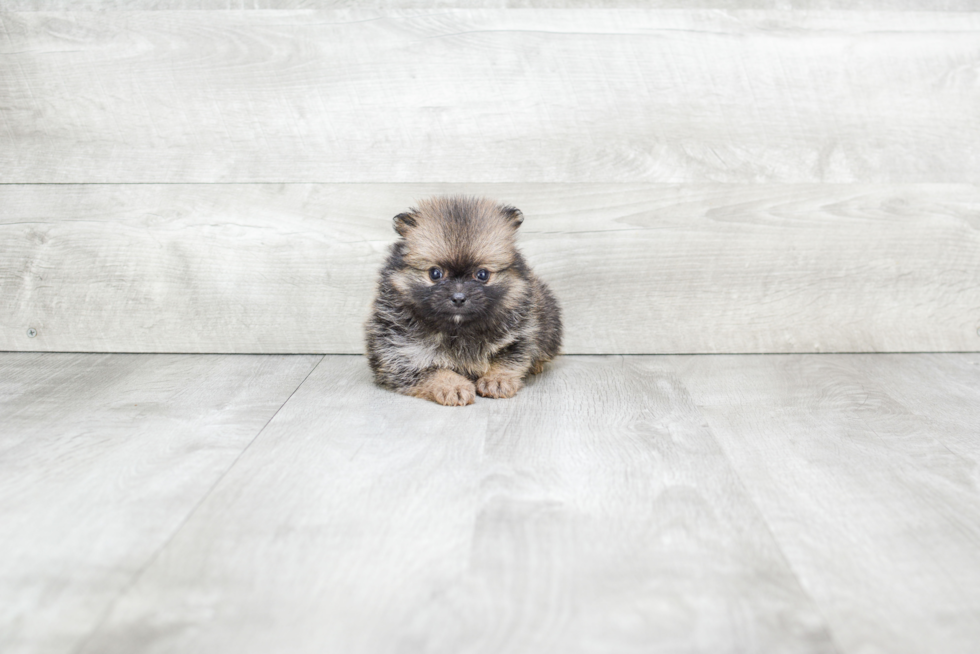 Pomeranian Puppy for Adoption