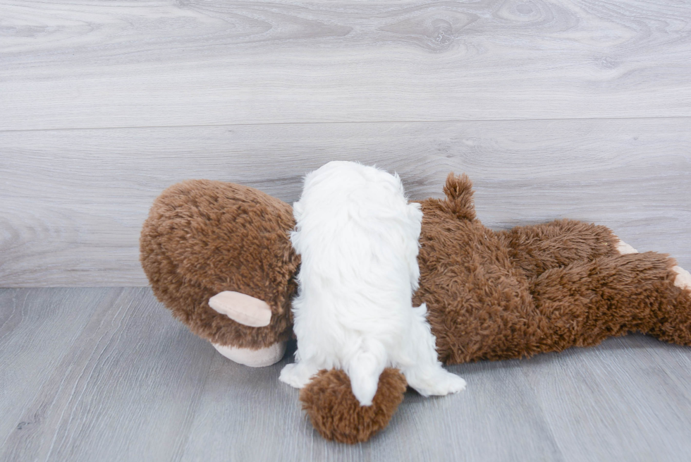 Havanese Puppy for Adoption