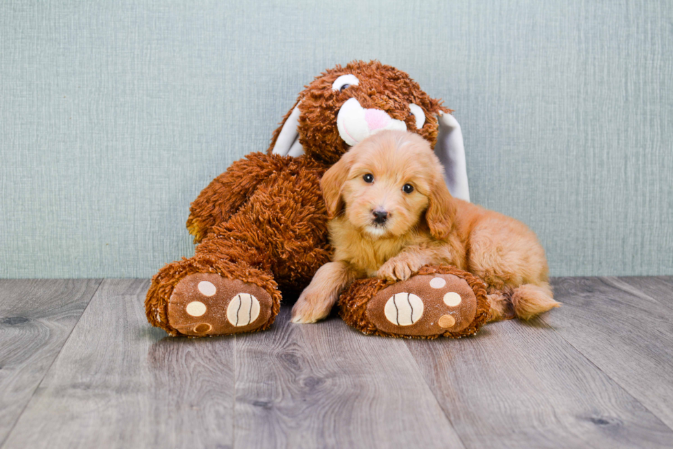 Small Mini Goldendoodle Baby