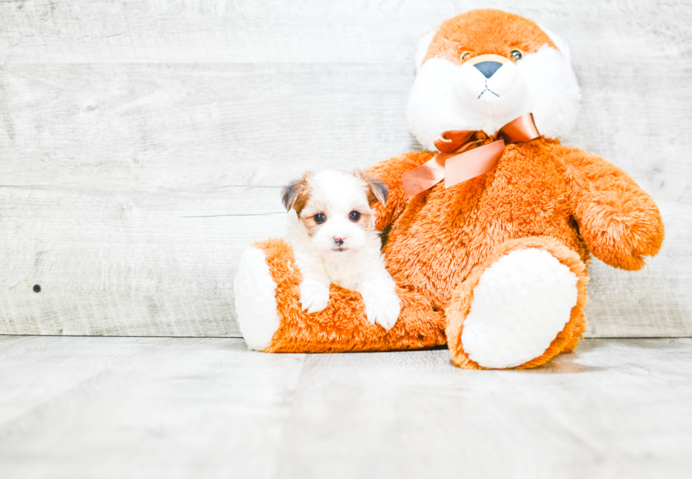 Playful Yorkie Designer Puppy