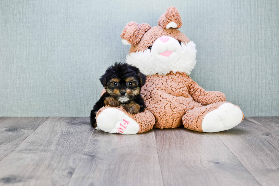 Adorable Yorkie Designer Puppy