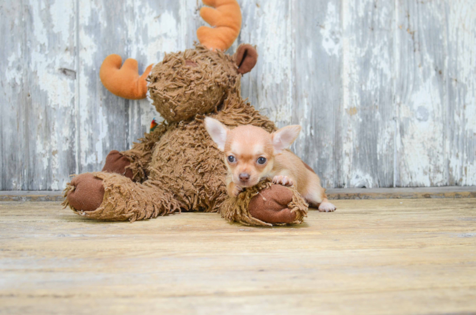 Chihuahua Pup Being Cute