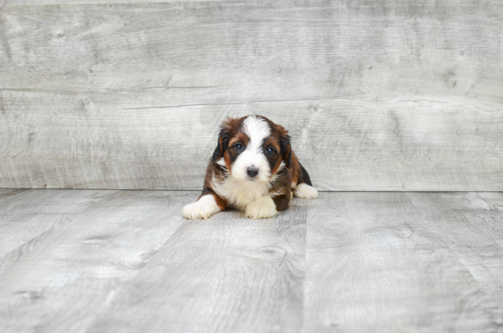 Adorable Bernadoodle Poodle Mix Puppy