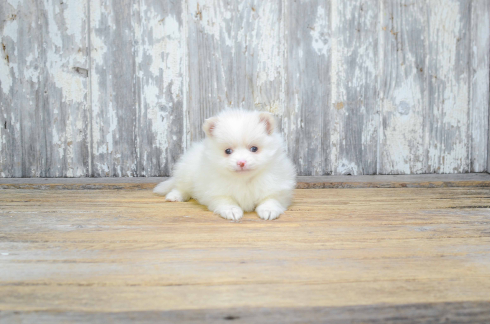 Friendly Pomeranian Baby