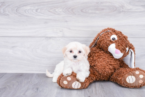 Small Maltipoo Baby