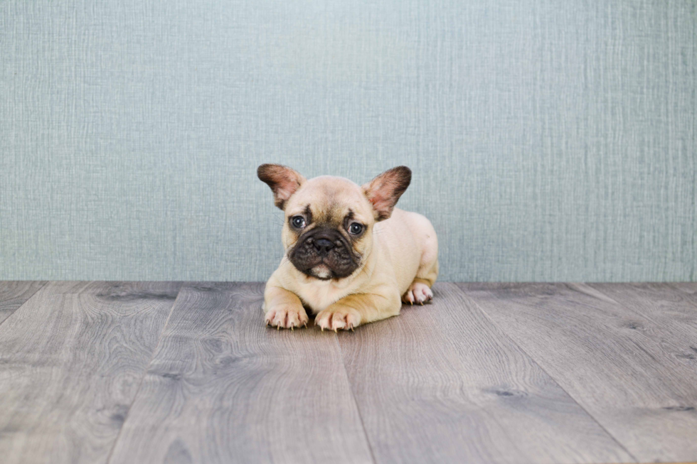 French Bulldog Pup Being Cute