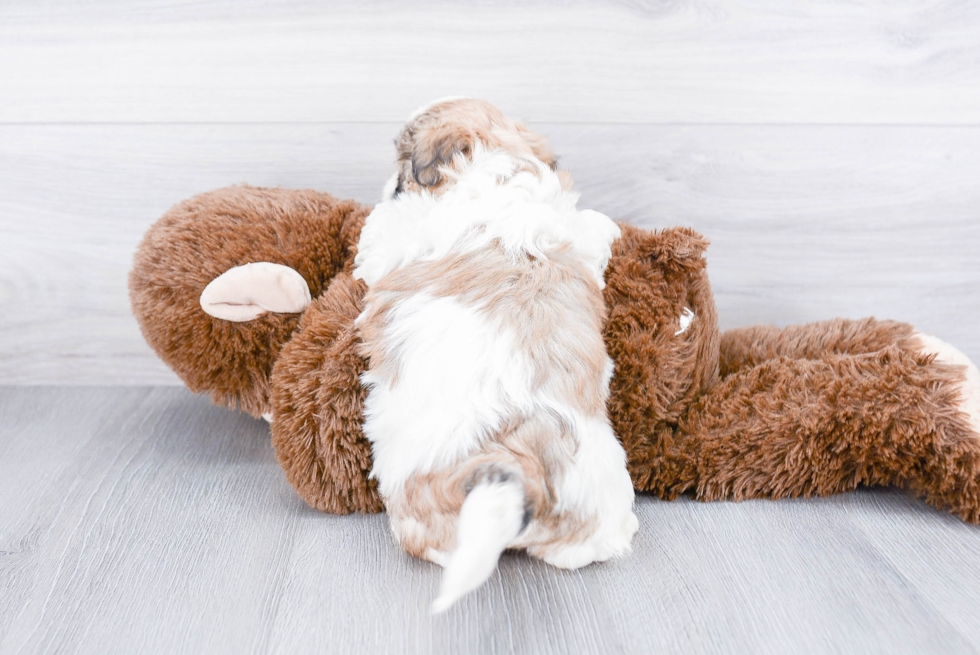 Teddy Bear Puppy for Adoption