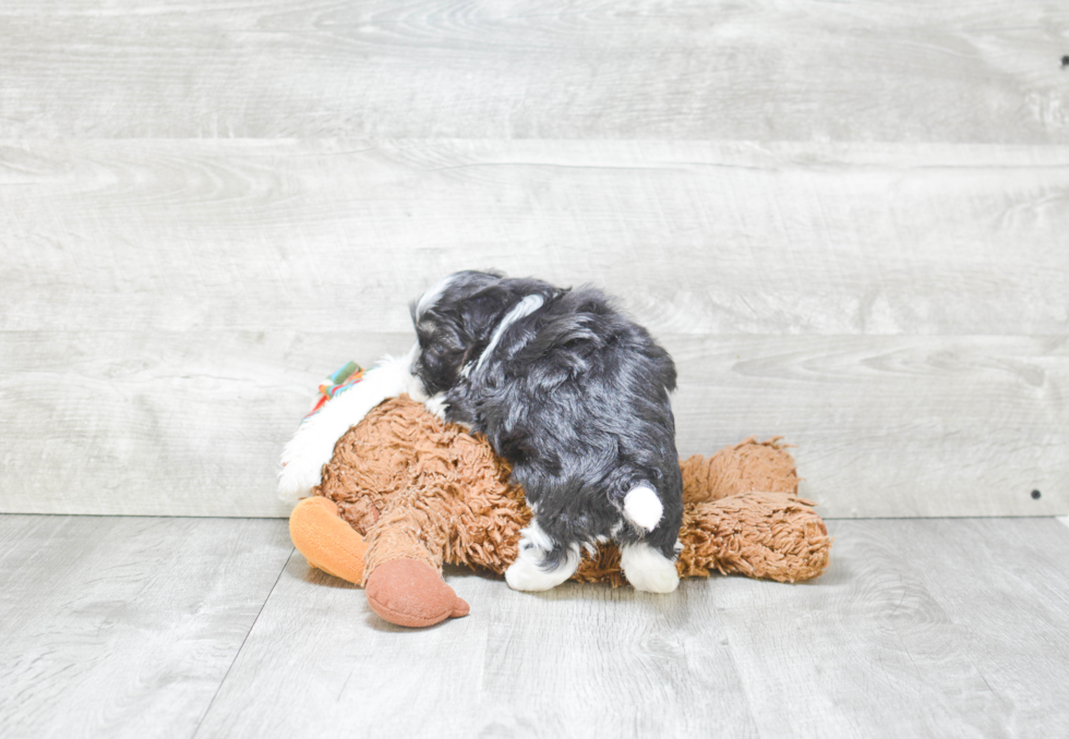 Small Havanese Baby