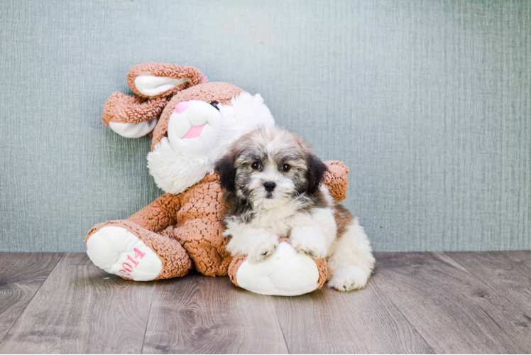 Sweet Havanese Purebred Puppy