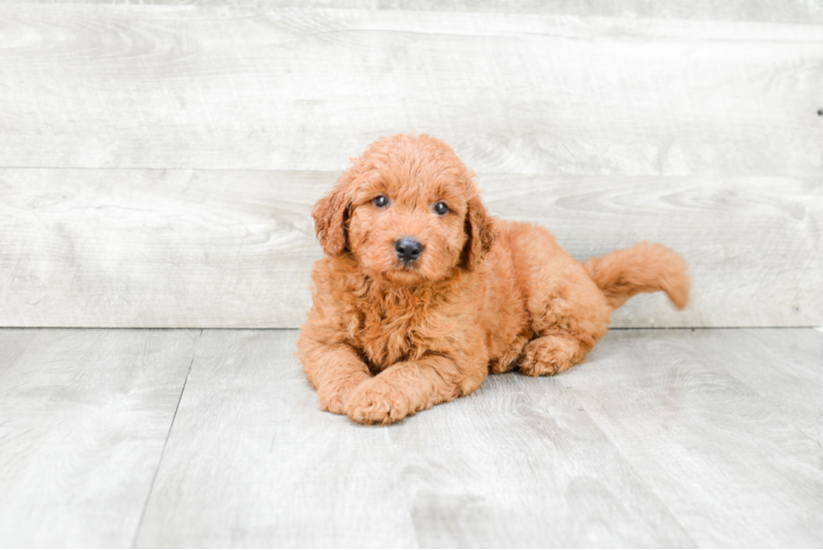 Smart Mini Goldendoodle Poodle Mix Pup