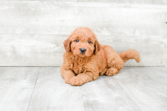 Smart Mini Goldendoodle Poodle Mix Pup