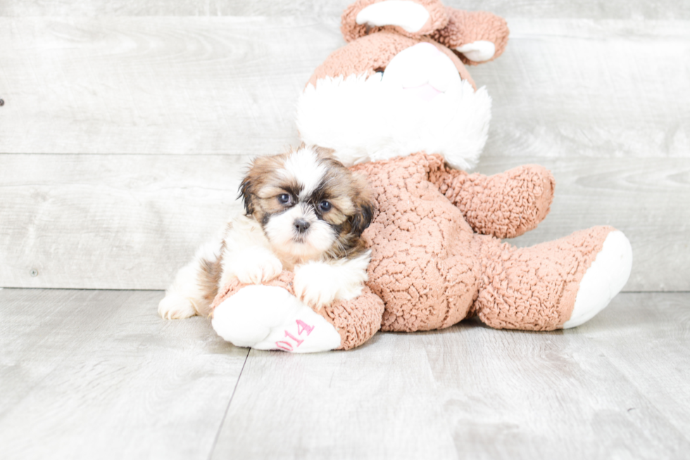 Funny Teddy Bear Designer Pup