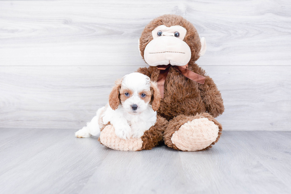 Energetic Cavoodle Poodle Mix Puppy