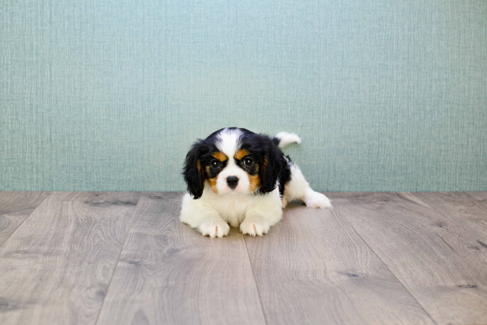 Hypoallergenic Cavalier King Charles Spaniel Baby