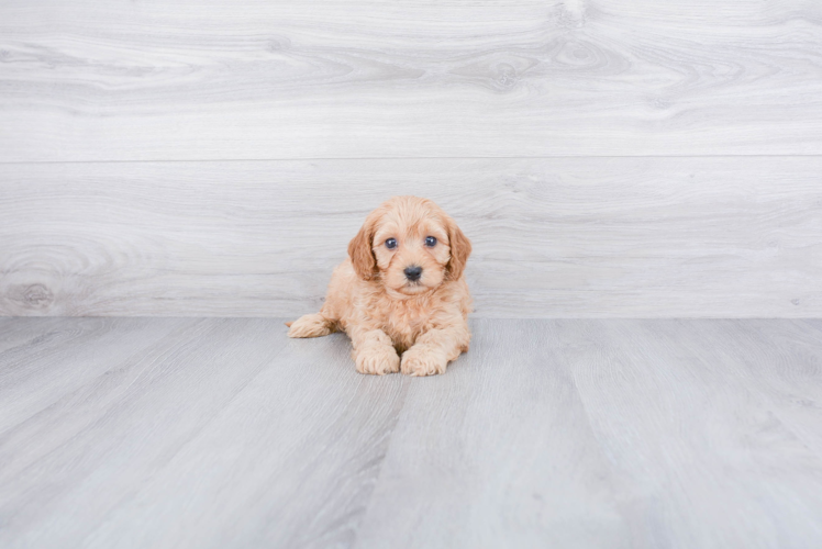 Friendly Cavapoo Baby