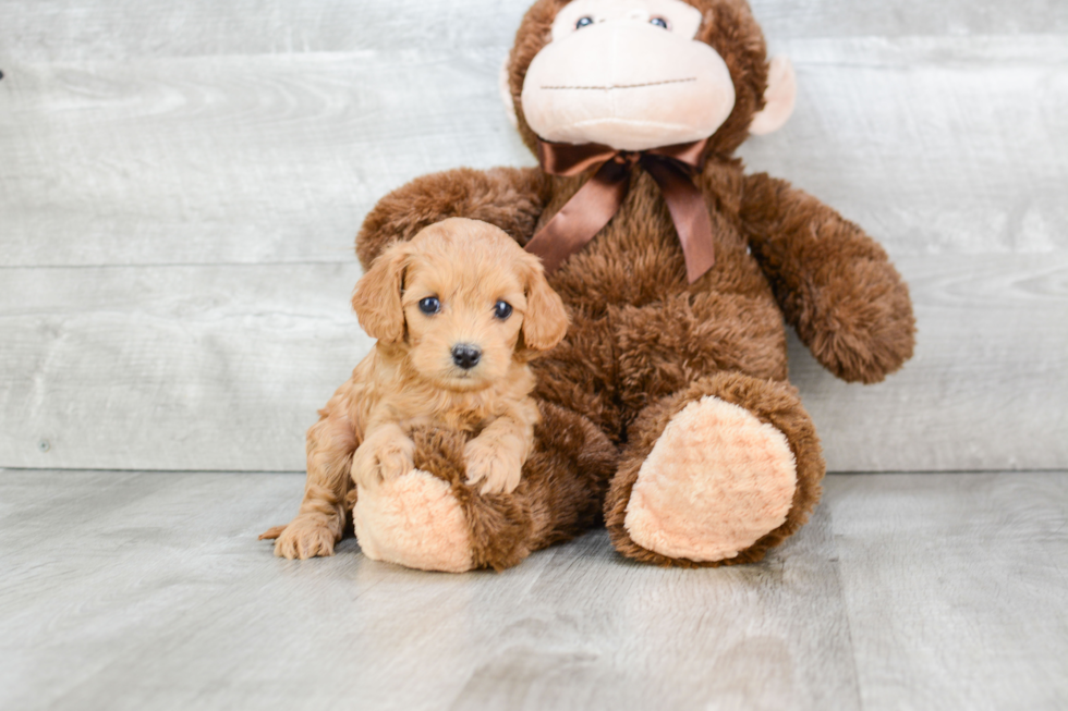 Cavapoo Pup Being Cute