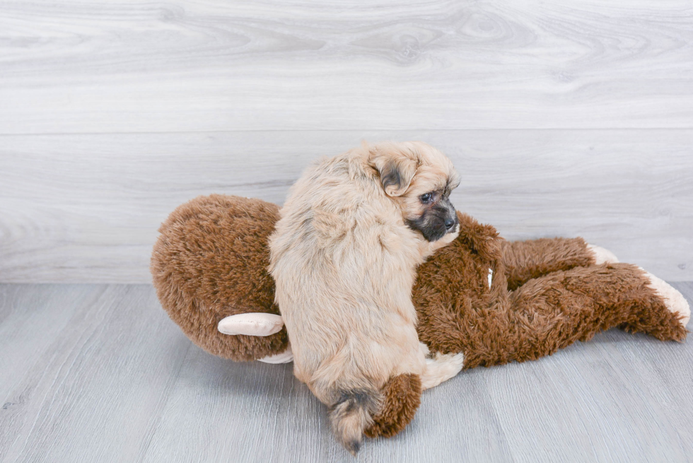 Maltipoo Pup Being Cute