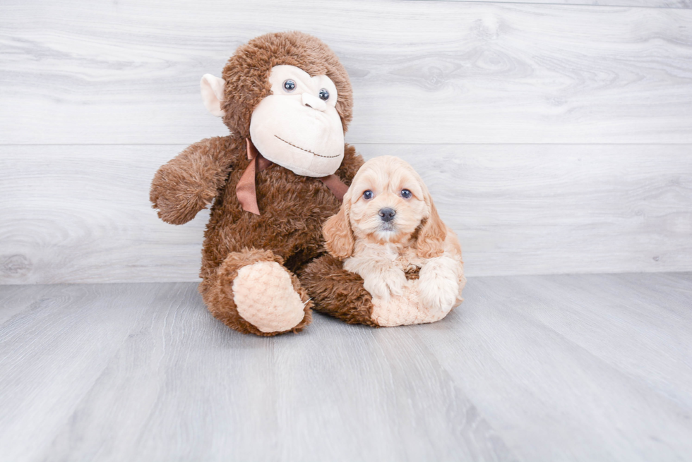 Cute Cockapoo Baby