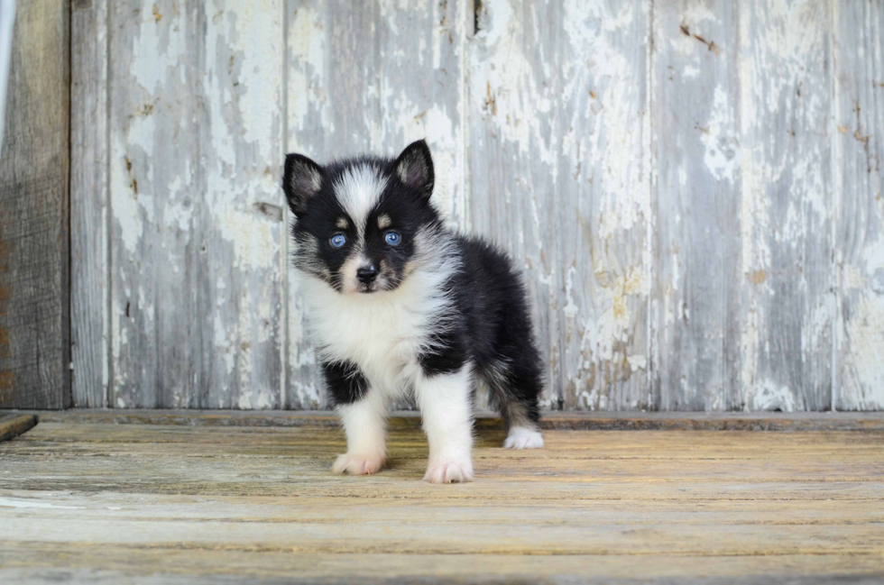 Little Mini Husky Designer Puppy